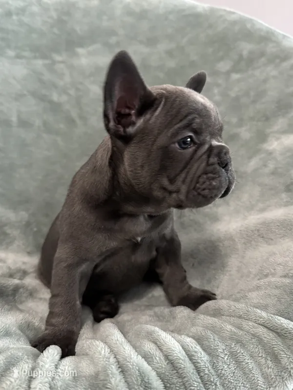 Rocky AKC – French Bulldog puppy for sale in Fox Lake, IL