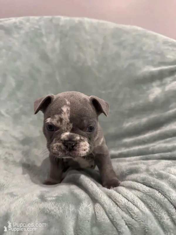 Chole AKC – French Bulldog puppy for sale in Fox Lake, IL