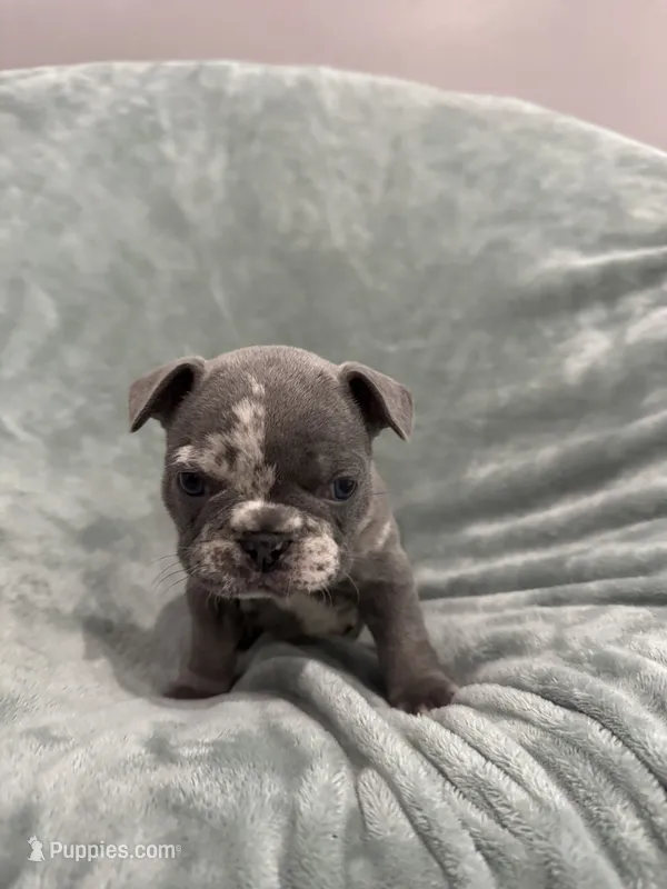 Chole – French Bulldog puppy for sale in Fox Lake, IL