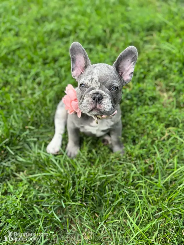 Chole AKC – French Bulldog puppy for sale in Fox Lake, IL