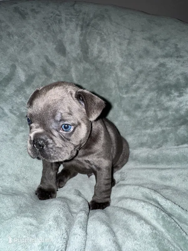 Bruno – French Bulldog puppy for sale in Fox Lake, IL