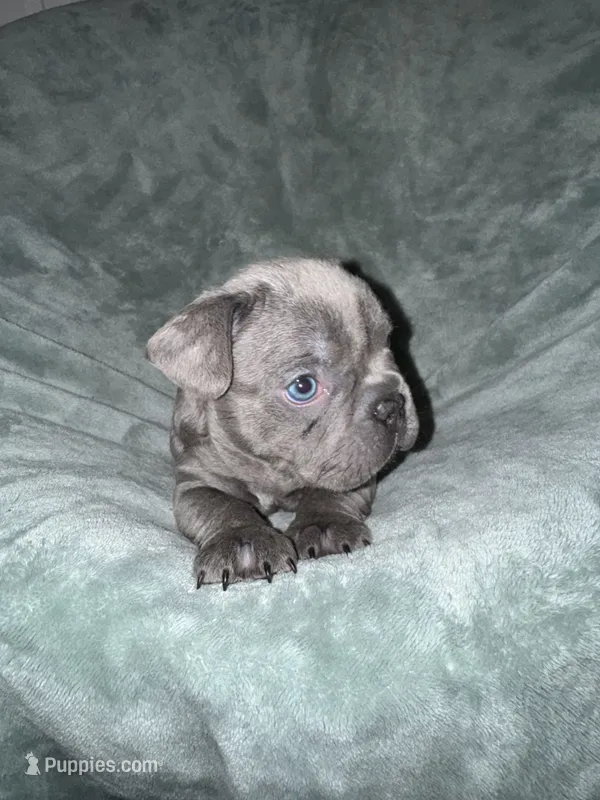 Rocky  – French Bulldog puppy for sale in Fox Lake, IL