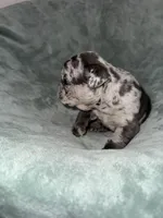 Oliver, a male French Bulldog for sale in Fox Lake, IL – 4 of 4