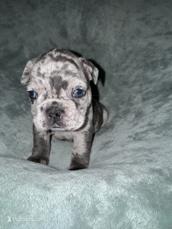 Oliver – French Bulldog puppy for sale in Fox Lake, IL