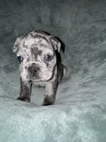 Oliver, a male French Bulldog for sale in Fox Lake, IL – 1 of 4