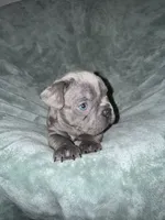 Hugo , a male French Bulldog for sale in Fox Lake, IL – 2 of 3