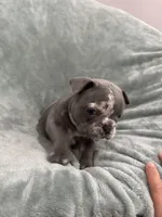 Chole, a female French Bulldog for sale in Fox Lake, IL – 2 of 3