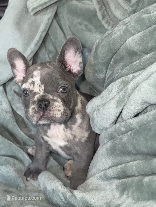 Chole AKC – French Bulldog puppy for sale in Fox Lake, IL