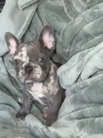 Chole AKC, a female French Bulldog for sale in Fox Lake, IL – 3 of 3