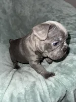 Rocky , a male French Bulldog for sale in Fox Lake, IL – 2 of 2