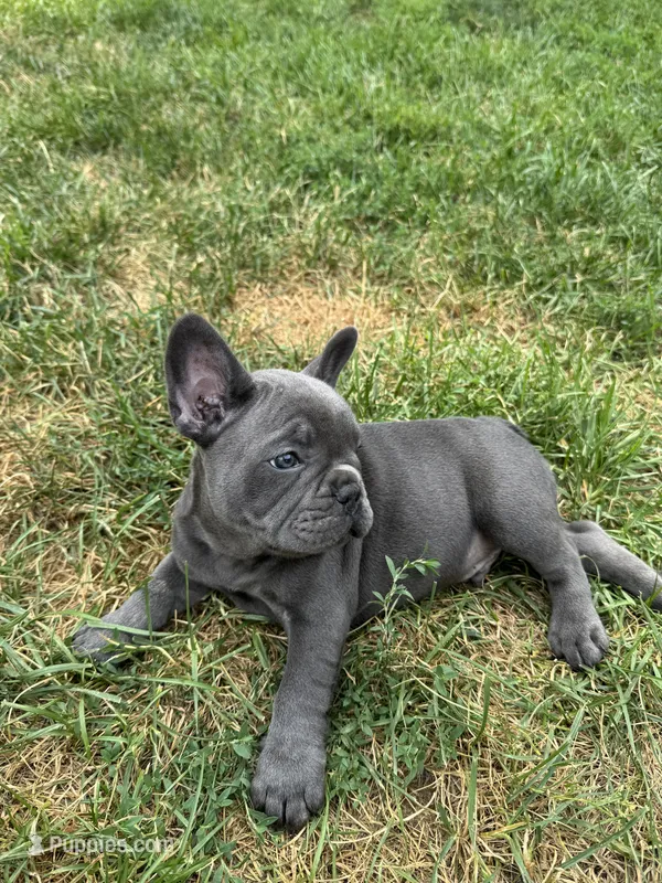 Tootles – French Bulldog puppy for sale in Fox Lake, IL