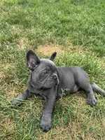 Tootles, a male French Bulldog for sale in Fox Lake, IL – 1 of 2