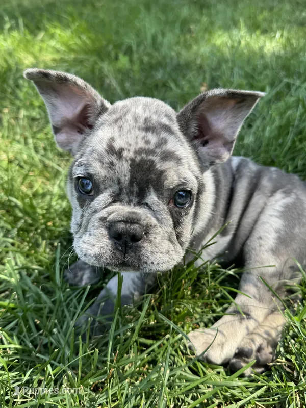 Oliver AKC – French Bulldog puppy for sale in Fox Lake, IL