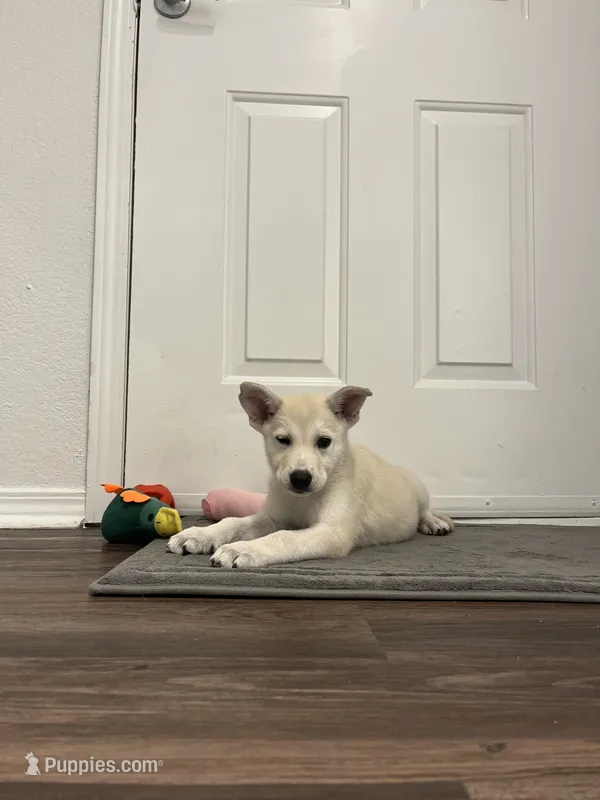 Birdie, a female Samoyed for sale in Denver, CO – 1 of 1