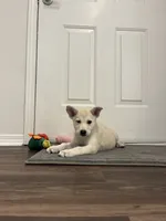 Birdie, a female Samoyed for sale in Denver, CO – 1 of 1