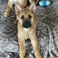 Riri, a female Belgian Malinois and Rhodesian Ridgeback for sale in Denver, CO – Photo 1 of 3