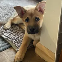 Riri, a female Belgian Malinois and Rhodesian Ridgeback for sale in Denver, CO – Photo 3 of 3