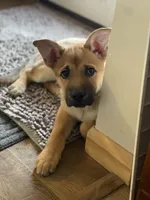 Riri, a female Belgian Malinois and Rhodesian Ridgeback for sale in Denver, CO – Photo 3 of 3