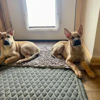 Riri, a female Belgian Malinois and Rhodesian Ridgeback for sale in Denver, CO – Photo 2 of 3