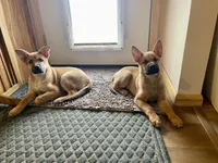 Riri, a female Belgian Malinois and Rhodesian Ridgeback for sale in Denver, CO – Photo 2 of 3