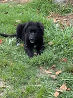 Grace, a male Border Collie and German Shepherd Dog for sale in Denver, CO – 1 of 1