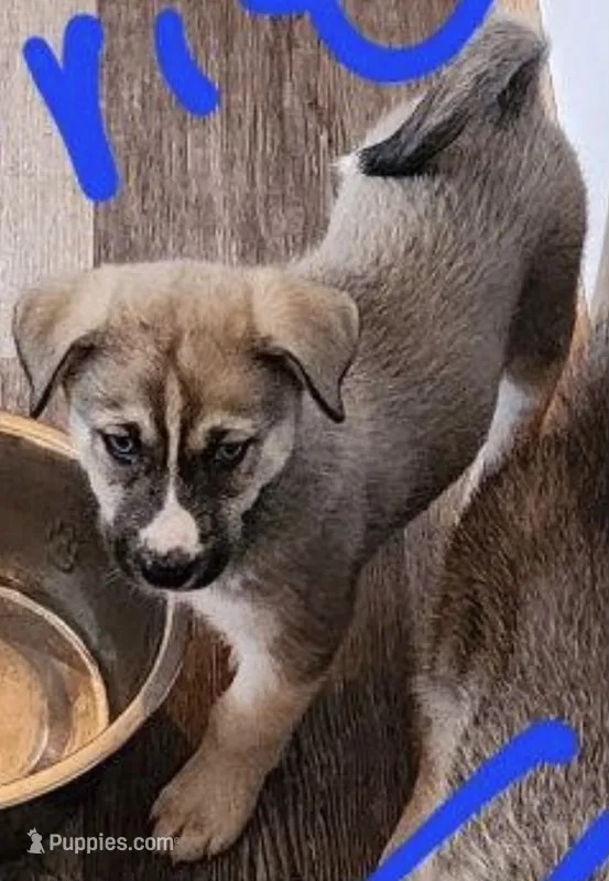 Sylvie, a female Siberian Husky for sale in Denver, CO – 1 of 1