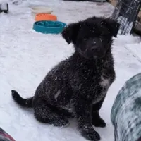 Case, a male Labrador Retriever for sale in Denver, CO – 1 of 2