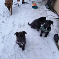Case, a male Labrador Retriever for sale in Denver, CO – 2 of 2