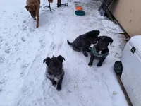 Case, a male Labrador Retriever for sale in Denver, CO – Photo 2 of 2