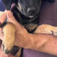 Binder, a male German Shepherd Dog for sale in Denver, CO – 2 of 2