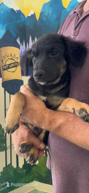 Binder, a male German Shepherd Dog for sale in Denver, CO – Photo 1 of 2