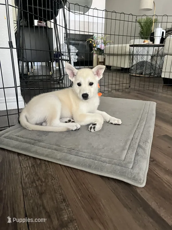 Fore – Samoyed puppy for sale in Denver, CO