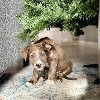 Tiramisu, a male Australian Shepherd for sale in Denver, CO – 1 of 1