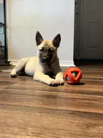 Tee, a female German Shepherd Dog for sale in Denver, CO – 1 of 1