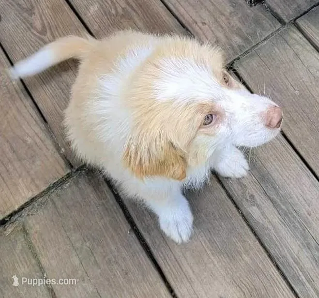 Laddy, a male Australian Shepherd for sale in Denver, CO – Photo 1 of 2