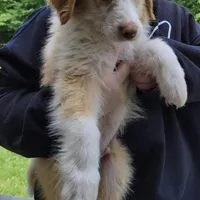 Laddy, a male Australian Shepherd for sale in Denver, CO – 2 of 2
