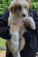 Laddy, a male Australian Shepherd for sale in Denver, CO – Photo 2 of 2