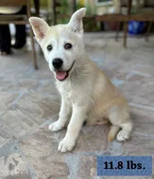 Rowan, a male German Shepherd Dog for sale in Denver, CO – 2 of 4