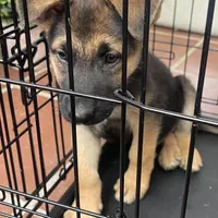 Atom, a male German Shepherd Dog for sale in Denver, CO – 2 of 4