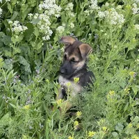 Atom, a male German Shepherd Dog for sale in Denver, CO – 3 of 4