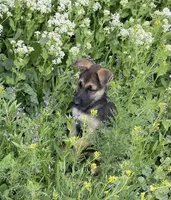 Atom, a male German Shepherd Dog for sale in Denver, CO – Photo 3 of 4