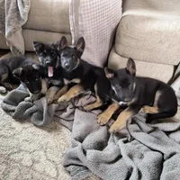 Atom, a male German Shepherd Dog for sale in Denver, CO – 4 of 4