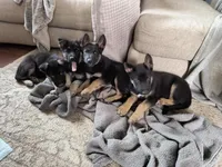 Atom, a male German Shepherd Dog for sale in Denver, CO – Photo 4 of 4