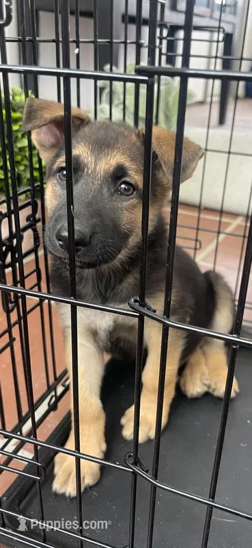 Atom, a male German Shepherd Dog for sale in Denver, CO – Photo 1 of 4