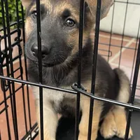 Atom, a male German Shepherd Dog for sale in Denver, CO – 1 of 4
