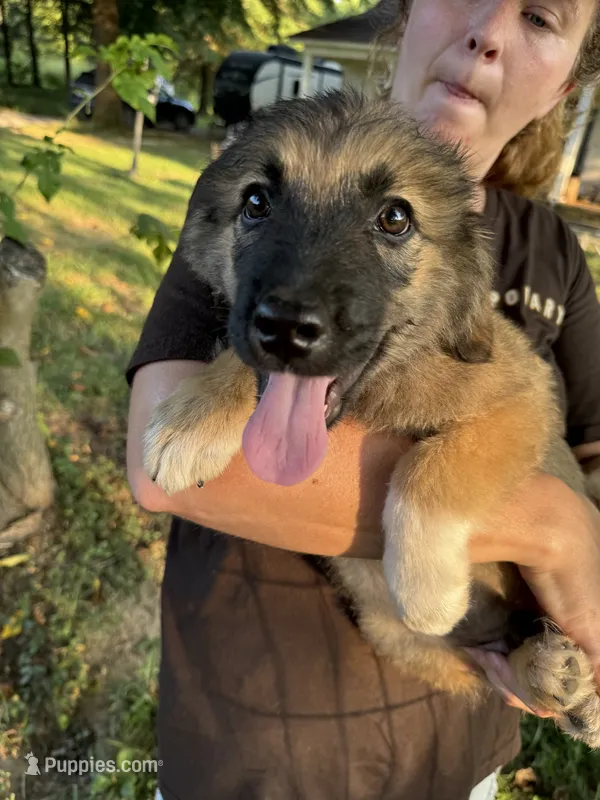 Lainey, a female Australian Shepherd and Bernese Mountain Dog for sale in Denver, CO – 1 of 1