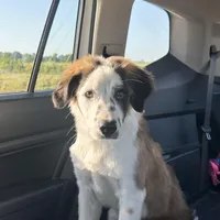 Rosie, a female Australian Shepherd for sale in Denver, CO – 2 of 2
