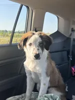 Rosie, a female Australian Shepherd for sale in Denver, CO – Photo 2 of 2