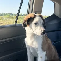 Rosie, a female Australian Shepherd for sale in Denver, CO – 1 of 2