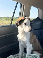 Rosie, a female Australian Shepherd for sale in Denver, CO – Photo 1 of 2